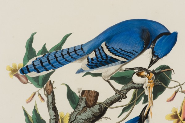 Blue Jay familly by John James Audubon